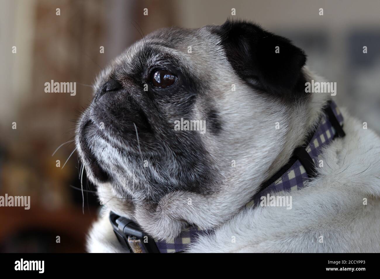 Pug femelle sur le côté Banque D'Images