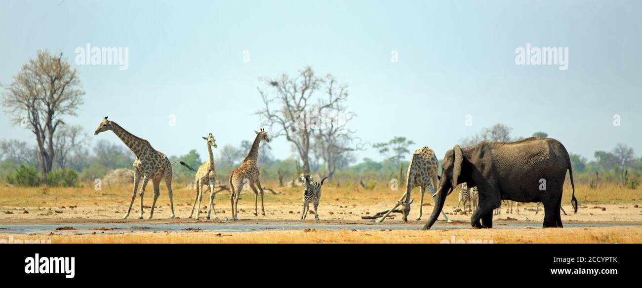 Trou d'eau de Makololo avec des girafes, Zebra et Elphant viennent tous prendre un verre dans la chaleur africaine brûrante. Parc national de Hwange, Zimbabwe - chaleur Banque D'Images