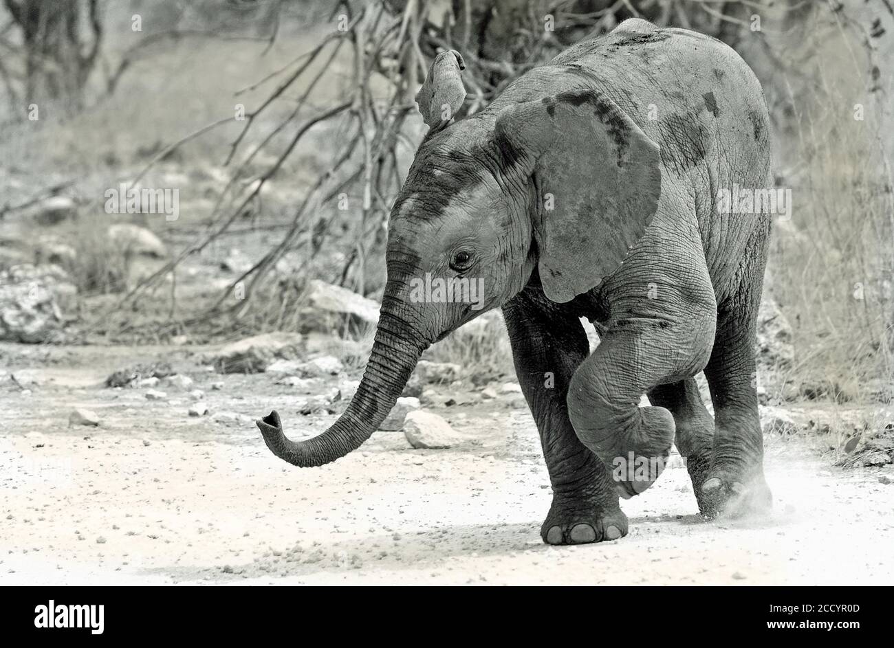 Bébé éléphant avec une jambe levée et tronc dans les airs - Parc national de Hwange, Zimbabwe. Un flou de mouvement visible est détecté dans de la jambe Banque D'Images