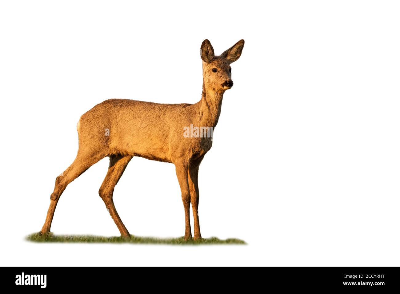 le chevreuil du roe se tient sur l'herbe isolée sur fond blanc. Banque D'Images le chevreuil du roe se tient sur l'herbe isolée sur fond blanc. Banque D'Images