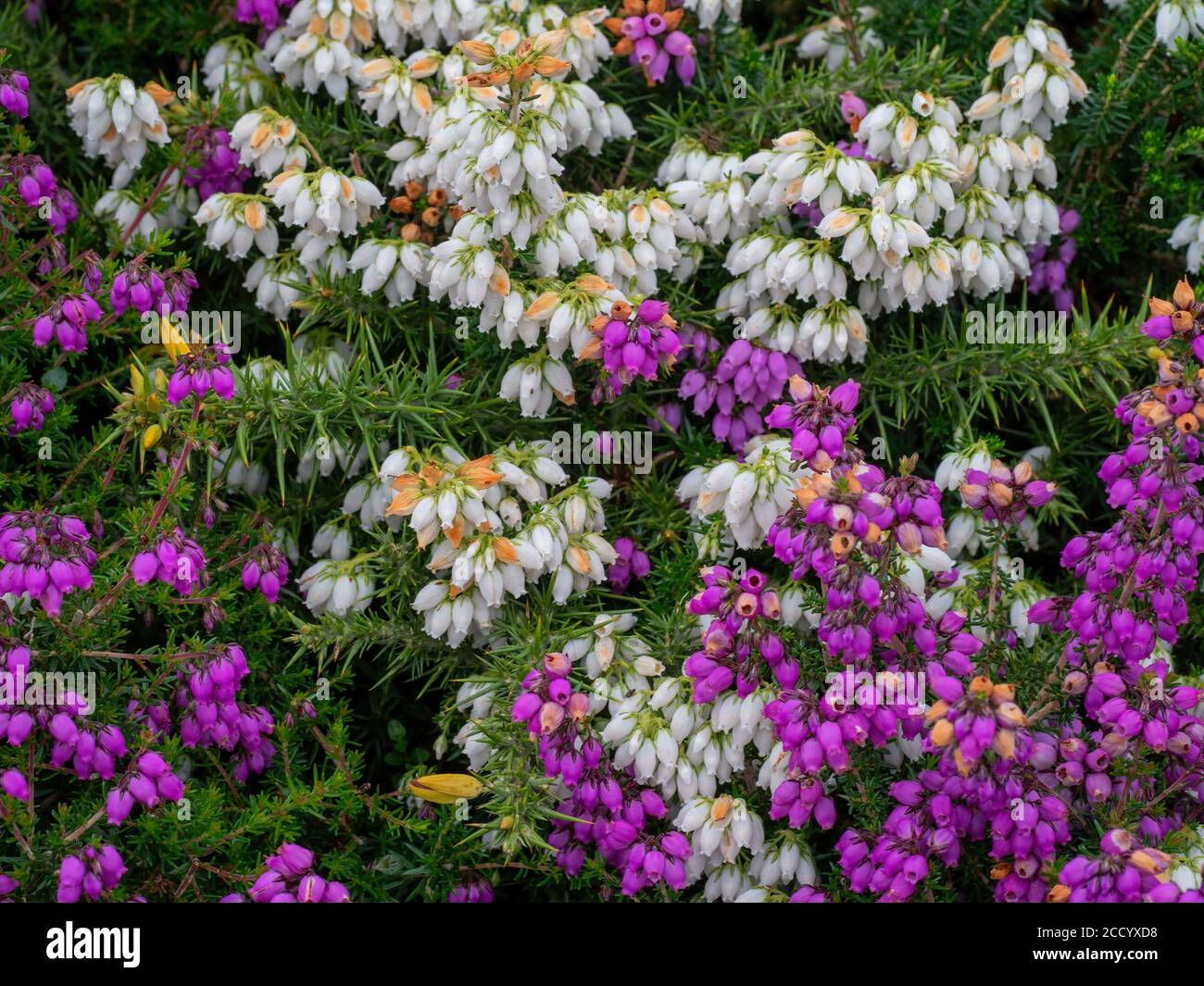 Erica cinerea, Bell Heather, violet et blanc, ce dernier dit être chanceux. Banque D'Images