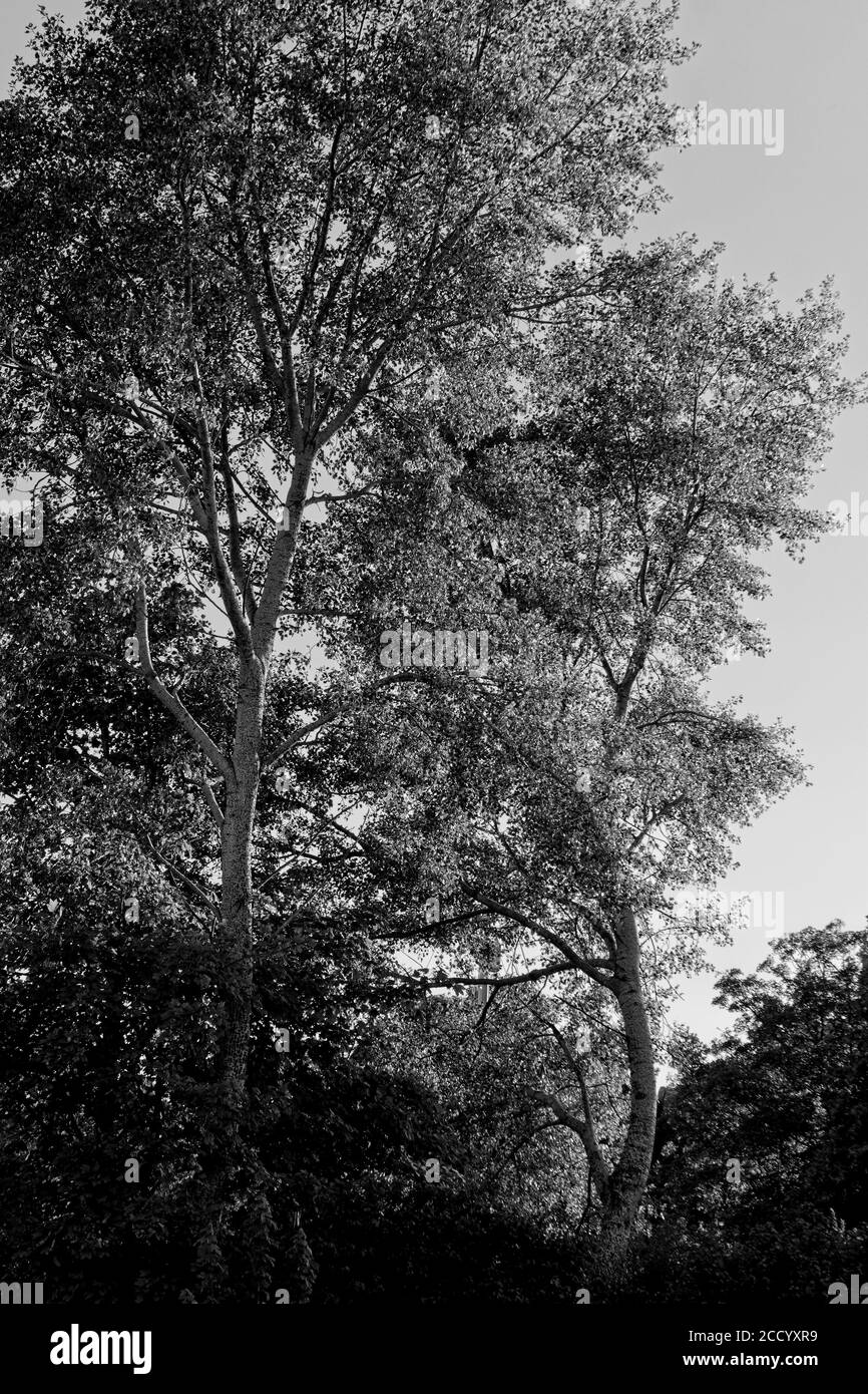 Branches et feuilles de tronc d'arbre en été Banque D'Images