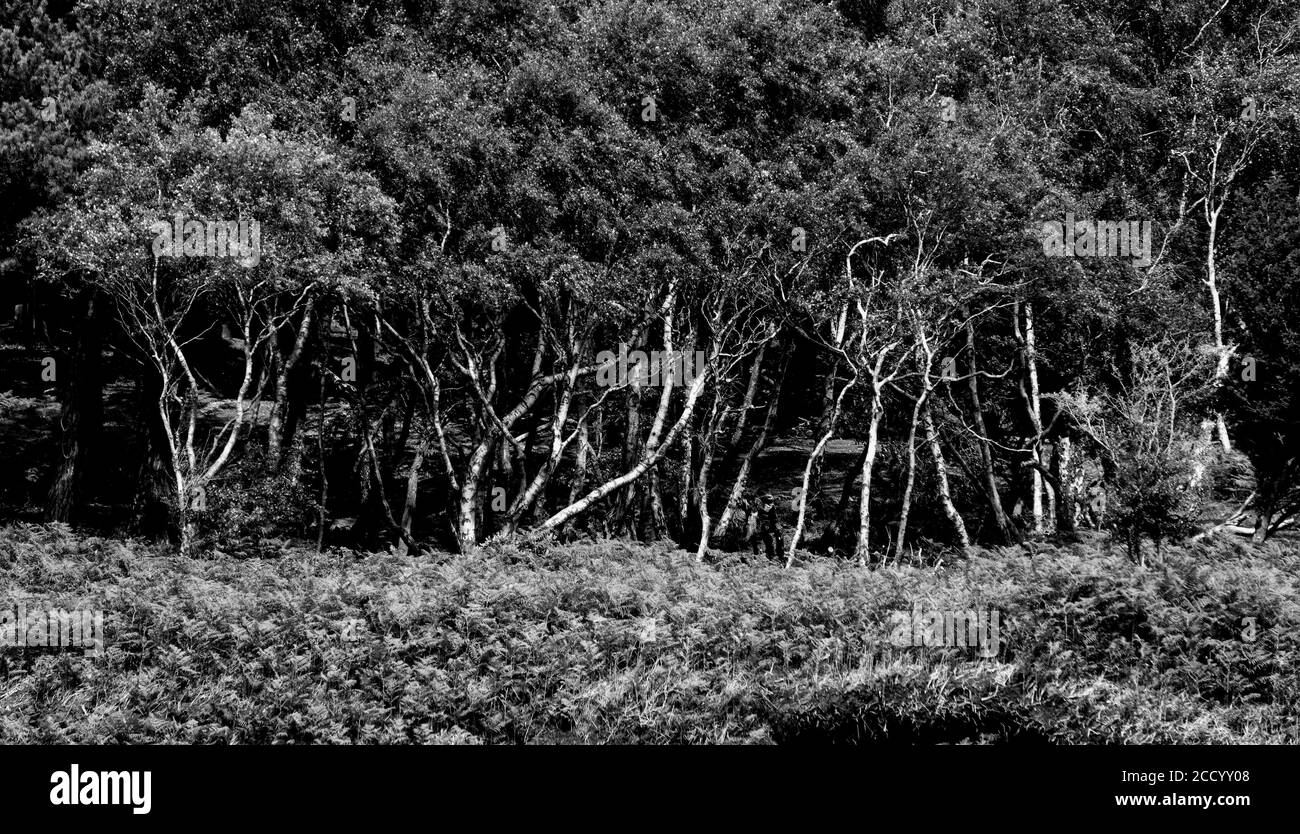 Rangée d'arbres avec troncs blancs torsadés Banque D'Images