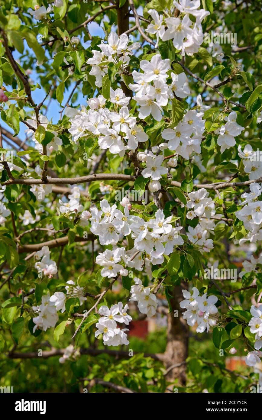 La pomme fleurit au printemps sur des branches aux feuilles veloutées de vert. Banque D'Images