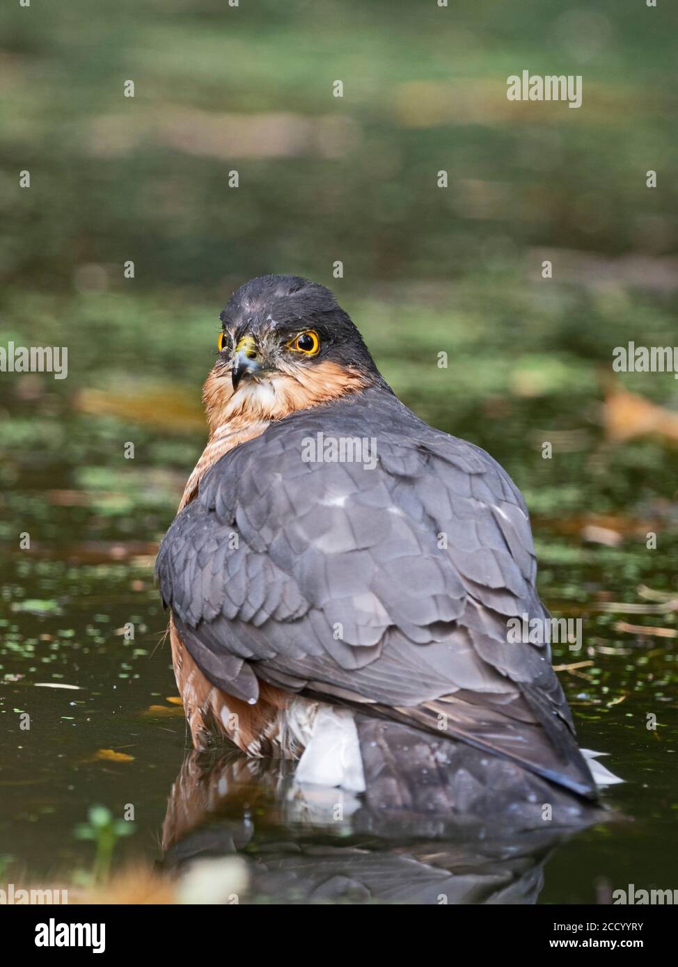 Sparrowhawk Accipiter nisus homme baignade dans la piscine boisée Norfolk Banque D'Images