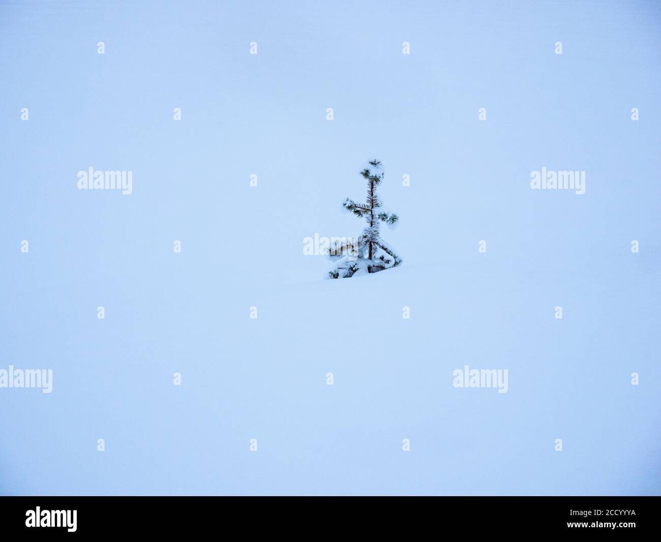 Le pin saupouse dans la neige près d'Ivalo Finlande hiver Banque D'Images