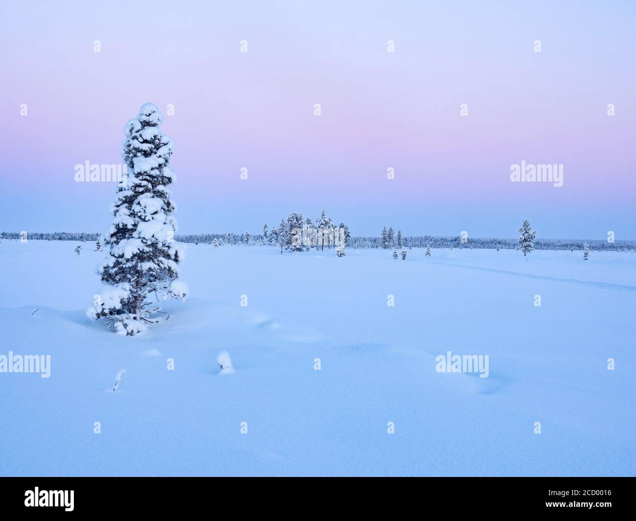 Tourbière gelée au nord d'Ivalo, Finlande, hiver Banque D'Images