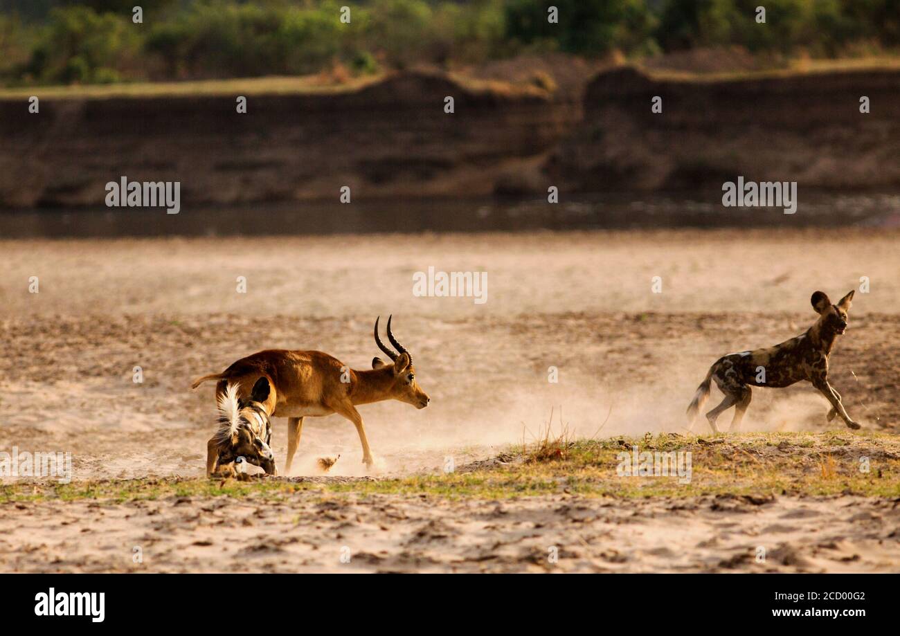 Chiens sauvages africains (Lycaon pictus) attaquant un antilope de puku dans les plaines africaines à côté de la rivière Luangwa. South Lunagwa National Park, Zambie, Sou Banque D'Images