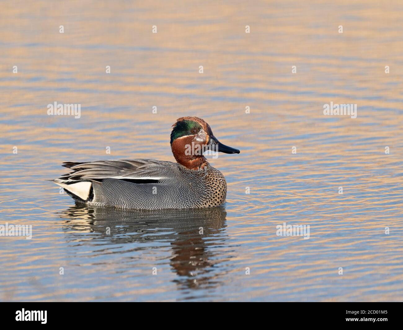 Teal, Anas crecca, homme, CLEY, Norfolk, fin de l'hiver Banque D'Images