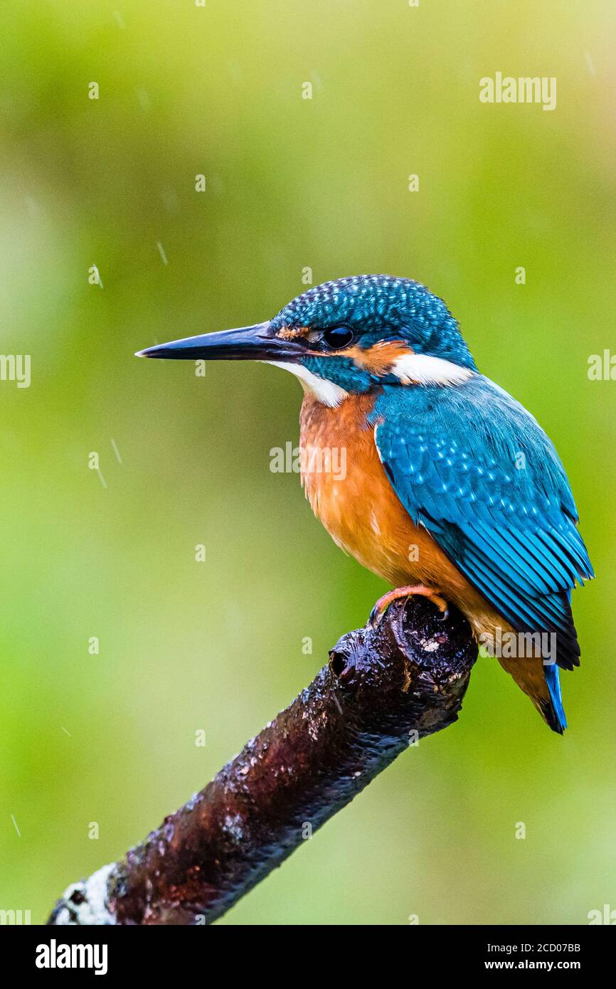 Un kingfisher mâle chasse dans un étang de jardin à mi-chemin Pays de Galles Banque D'Images