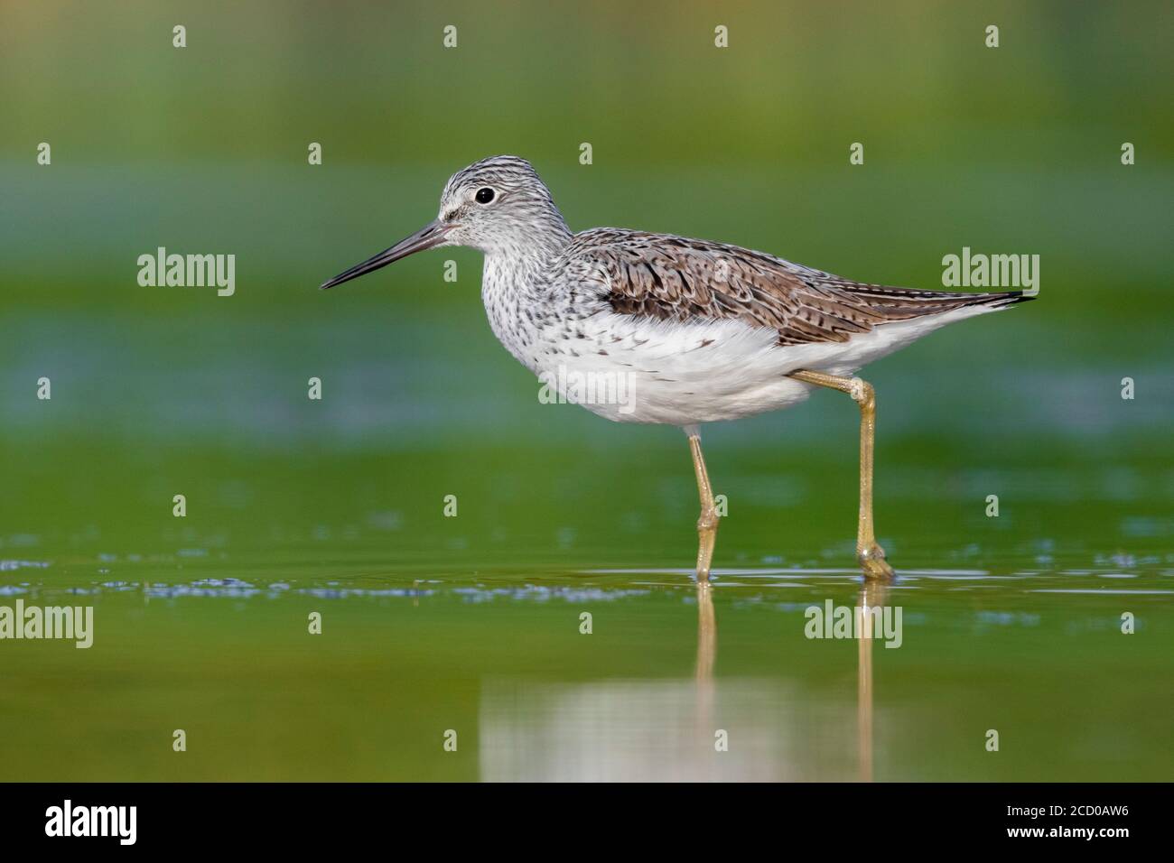 Chevalier aboyeur (Tringa nebularia), vue latérale d'un adulte debout dans l'eau, Campanie, Italie Banque D'Images