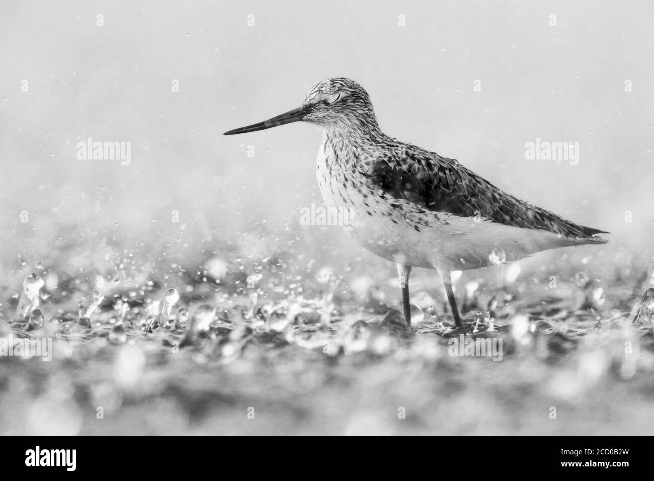 Groenshank (Tringa nebularia), adulte sous une forte pluie, Campanie, Italie. Version noir et blanc de l'image. Banque D'Images