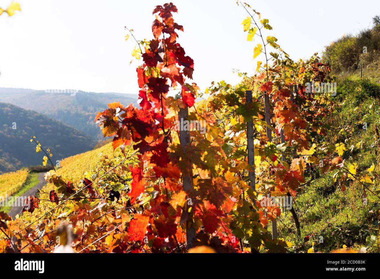 Les vignes aux feuilles rouges se trouvent sur une pente raide de vignoble en Allemagne, au soleil éclatant. Banque D'Images