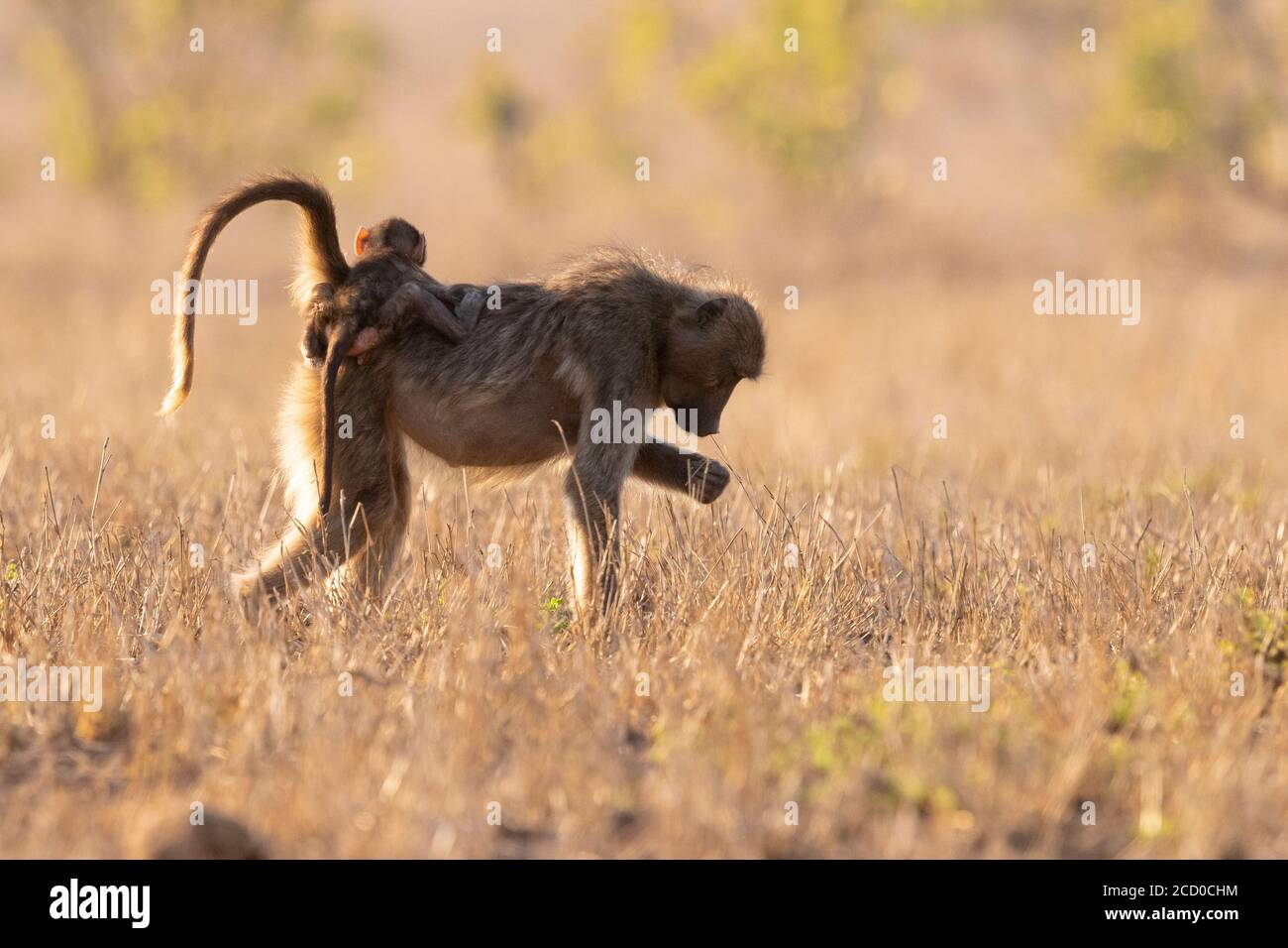 Le babouin (Papio ursinus Cape), femelle adulte portant un ourson sur le dos, Mpumalanga, Afrique du Sud Banque D'Images