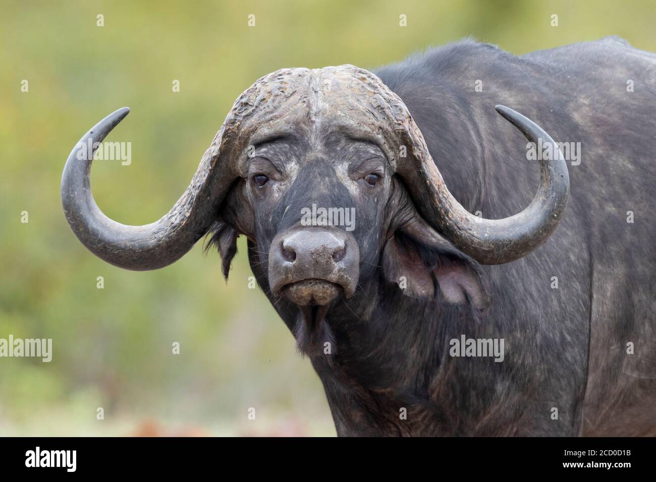 Buffalo africain (Syncerus caffer), gros plan masculin adulte, Mpumalanga. Afrique Du Sud Banque D'Images