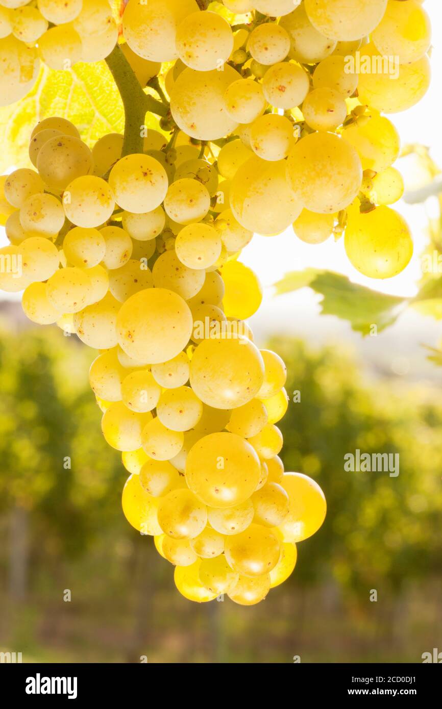 Gros plan d'un bouquet de raisins de vin blanc dans un vignoble au soleil du matin Banque D'Images