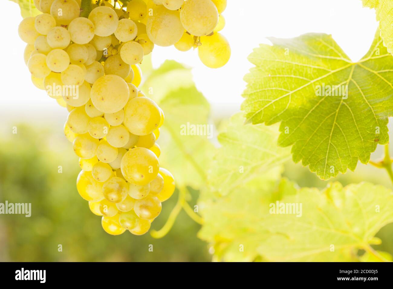 Gros plan d'un bouquet de raisins de vin blanc dans un vignoble au soleil du matin Banque D'Images
