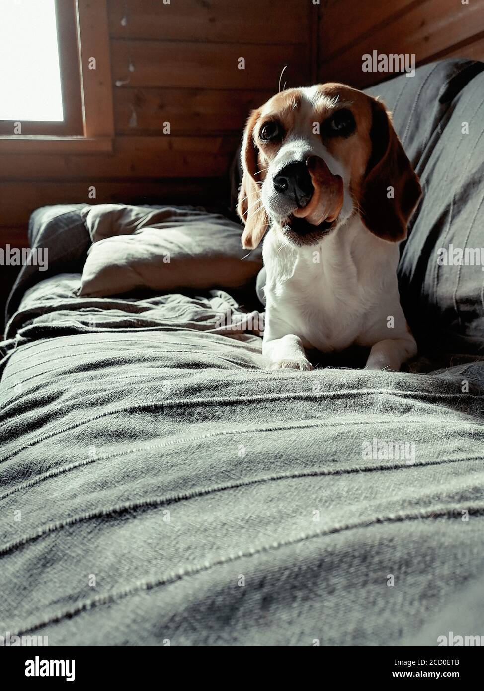 Beagle couché sur un canapé. Banque D'Images