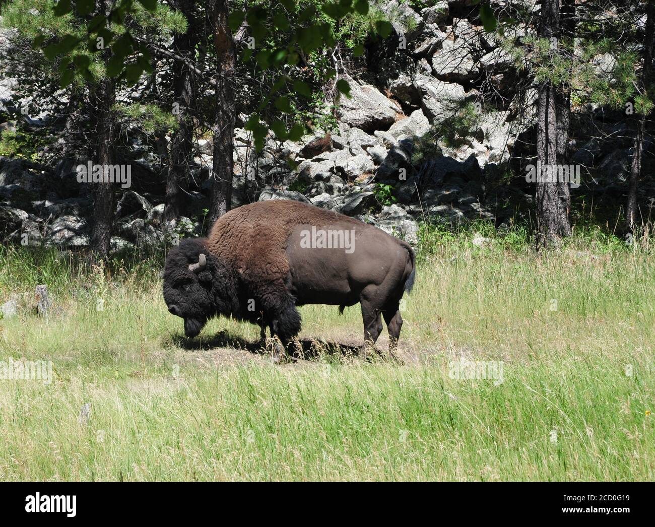 Bisons ou bisons paître dans le parc national Custer, Dakota du Sud Banque D'Images