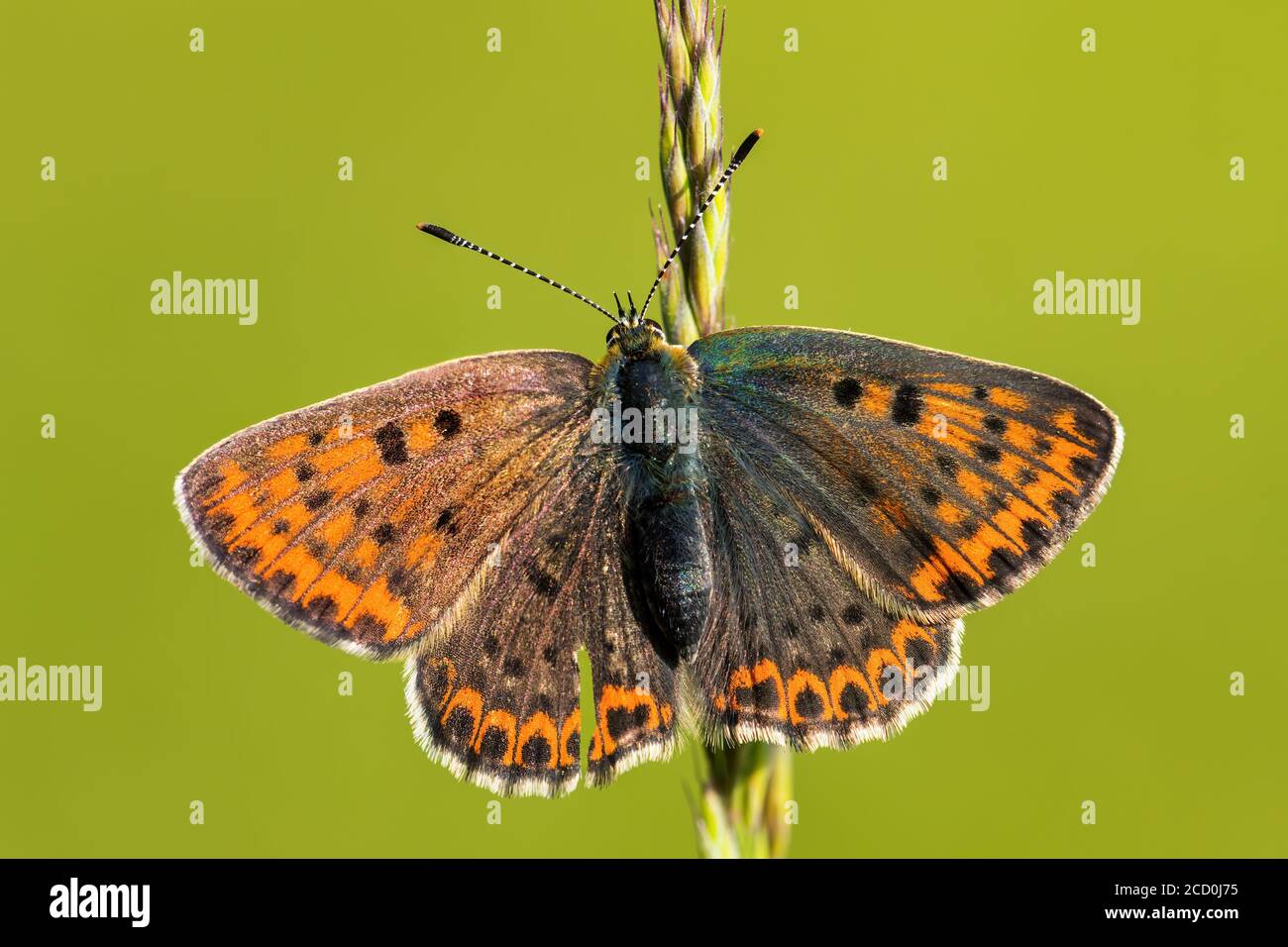 Papillon en cuivre soyté - Lycaena tityrus, beau papillon coloré de prairies et prairies européennes, Zlin, République Tchèque. Banque D'Images
