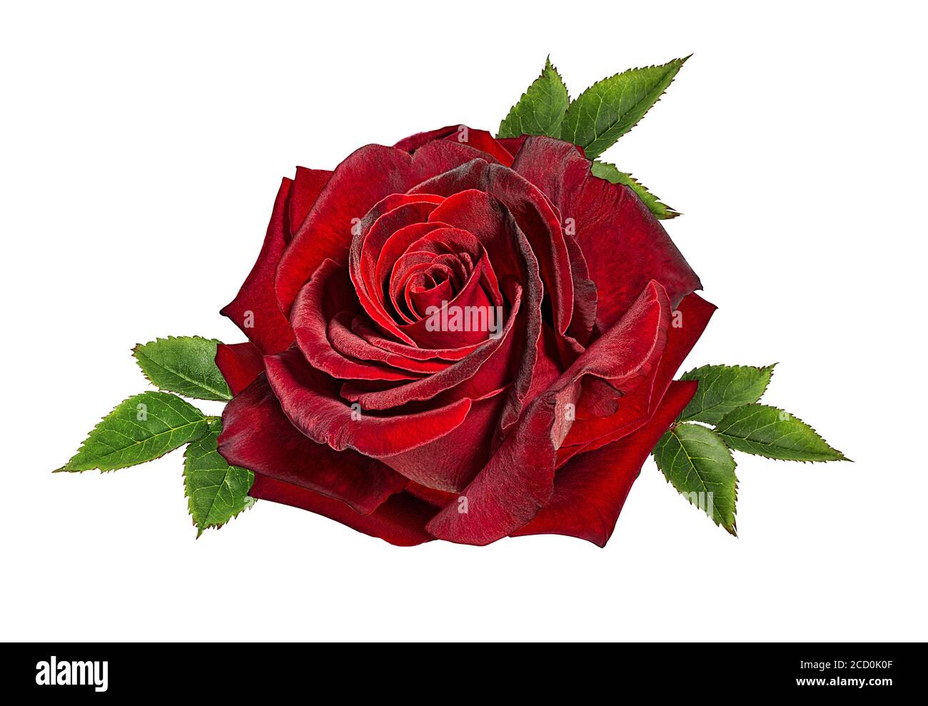 Roses isolé sur fond blanc Banque D'Images Roses isolé sur fond blanc Banque D'Images