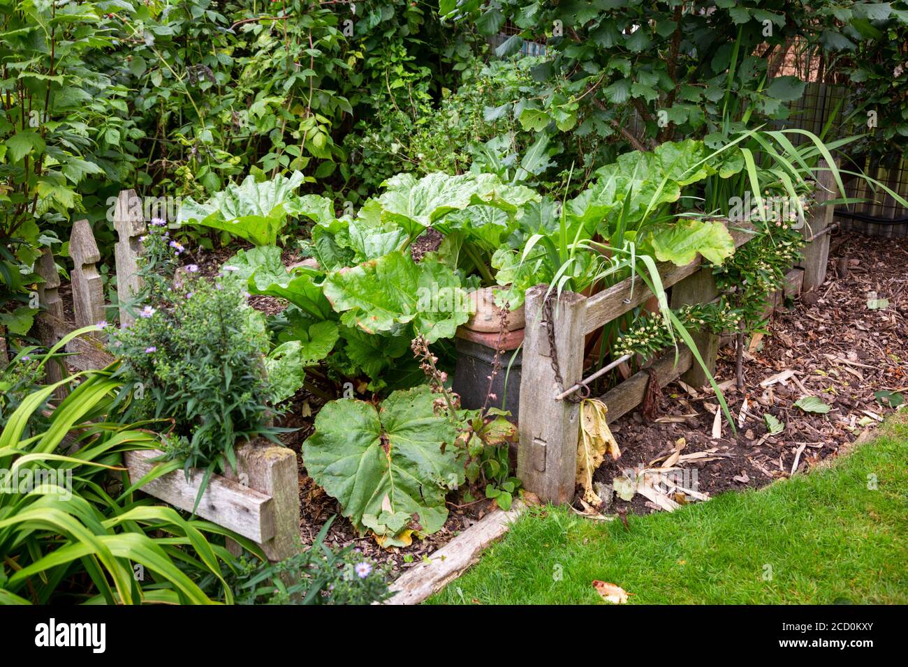 Pièce de rhubarbe dans un coin de jardin Banque D'Images