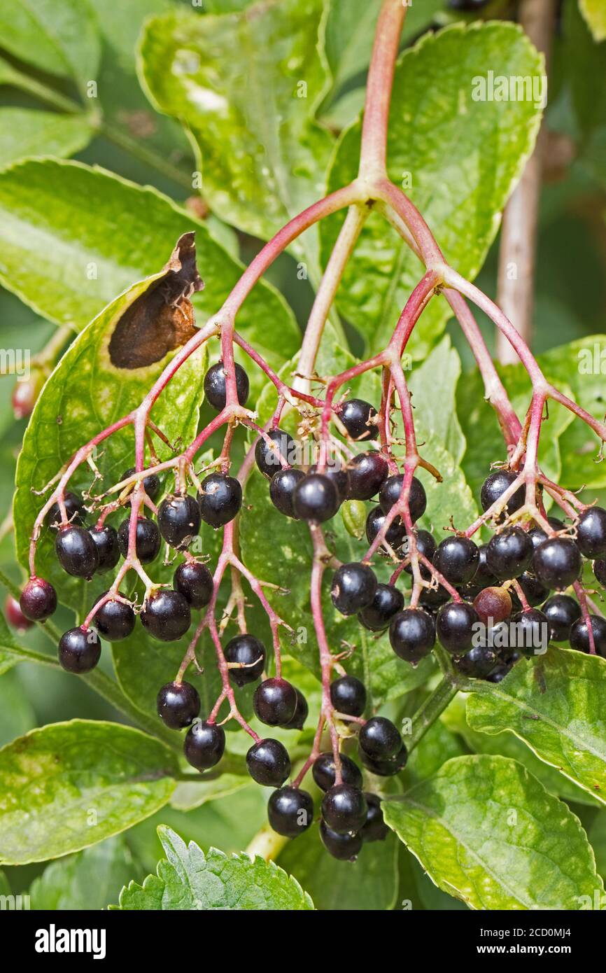 Baies de sureau (Sambucus nigra.) Banque D'Images
