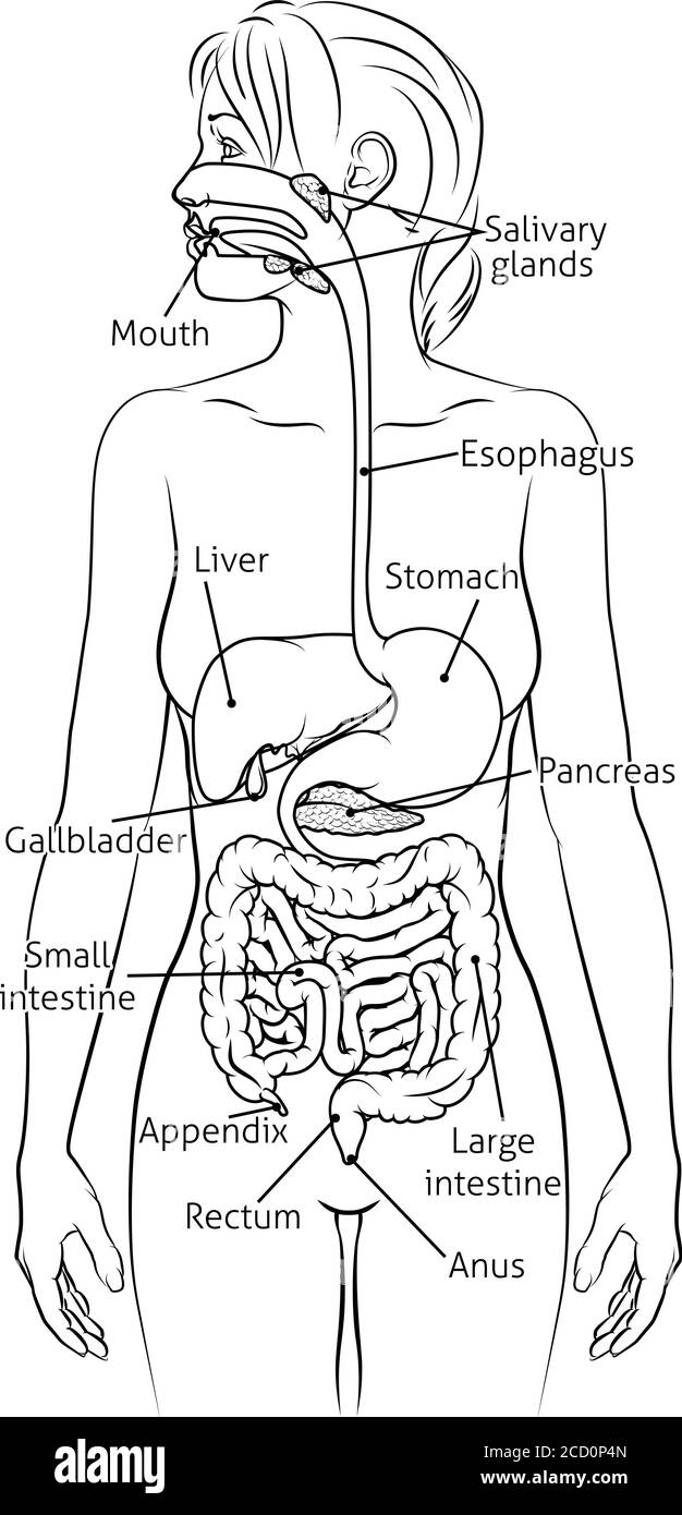 Système digestif humain Femme Schéma anatomique Illustration de Vecteur