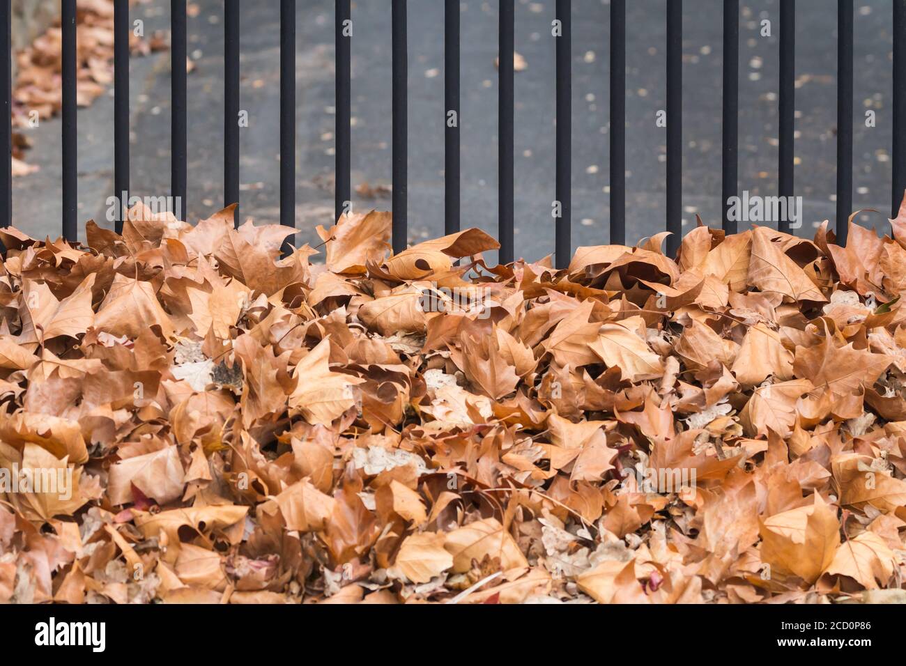 Feuilles de chêne vieux et brun, gros plan, balayé contre une clôture en métal pendant la saison d'automne concept météo, climat et saisons Banque D'Images