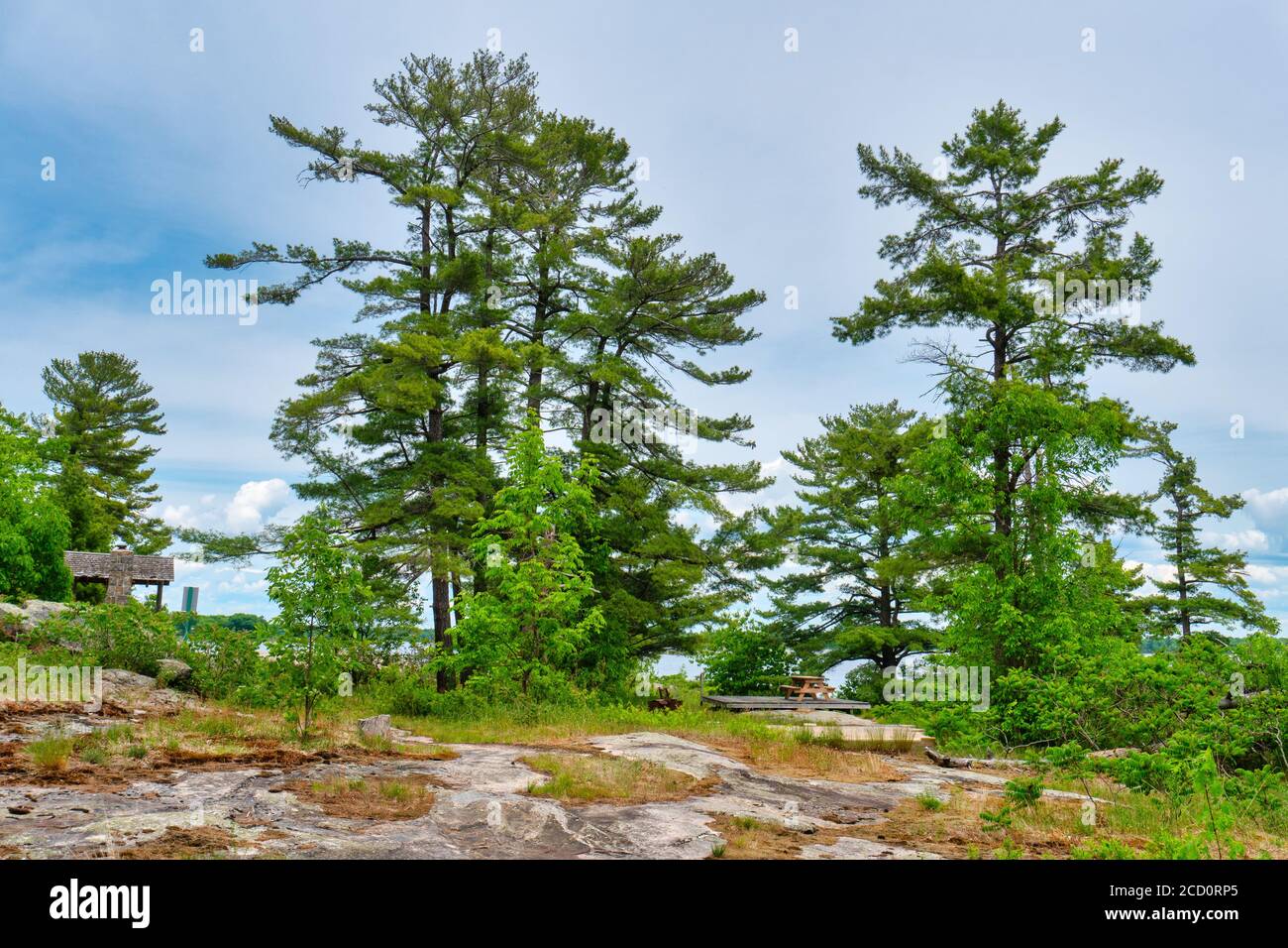 Pins blancs de l'est autour du site de camp vide de l'île Beausoleil, parc national des Îles-de-la-Baie-Georgienne, Ontario Canada Banque D'Images