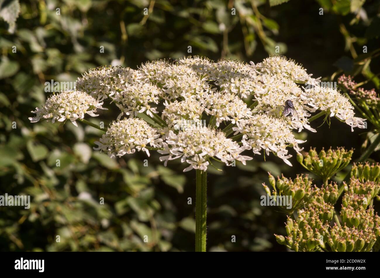 Un membre de la famille des carottes fleurit en été, attire beaucoup d'insectes. Banque D'Images