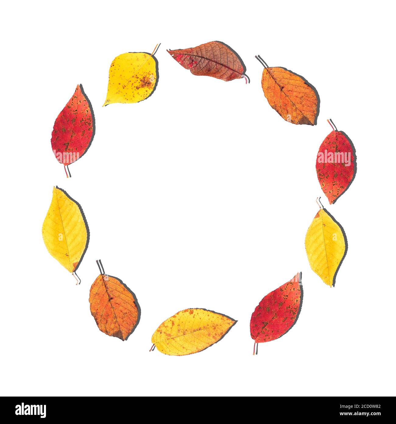 Cercle de petites feuilles d'automne sur fond blanc. Arrière-plan d'automne avec une copie de l'espace. Banque D'Images
