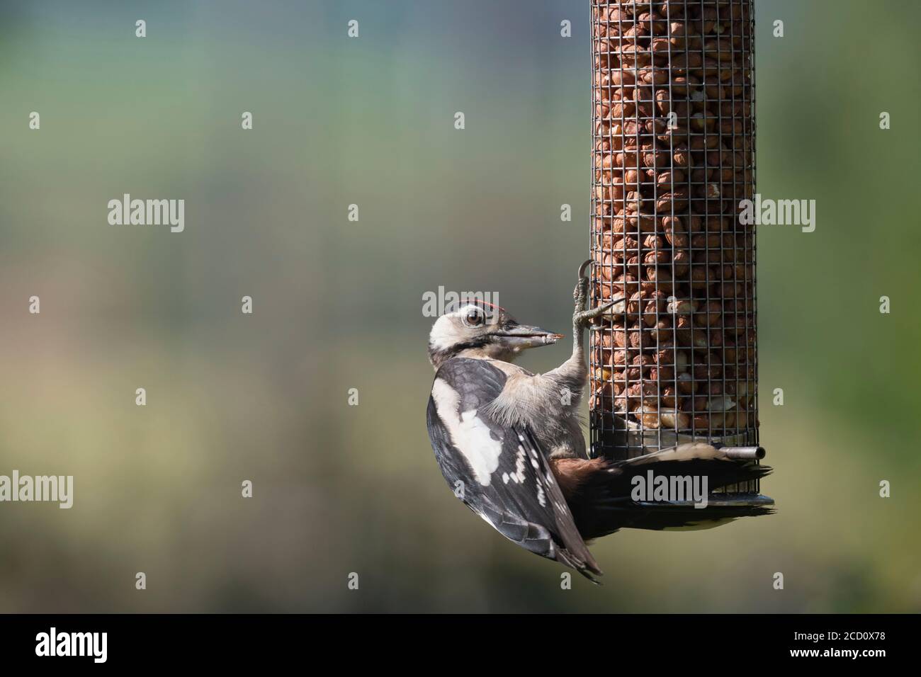 Un petit pic tacheté (Dendrocopos Major) Accrocher à un oiseau d'arachide Banque D'Images