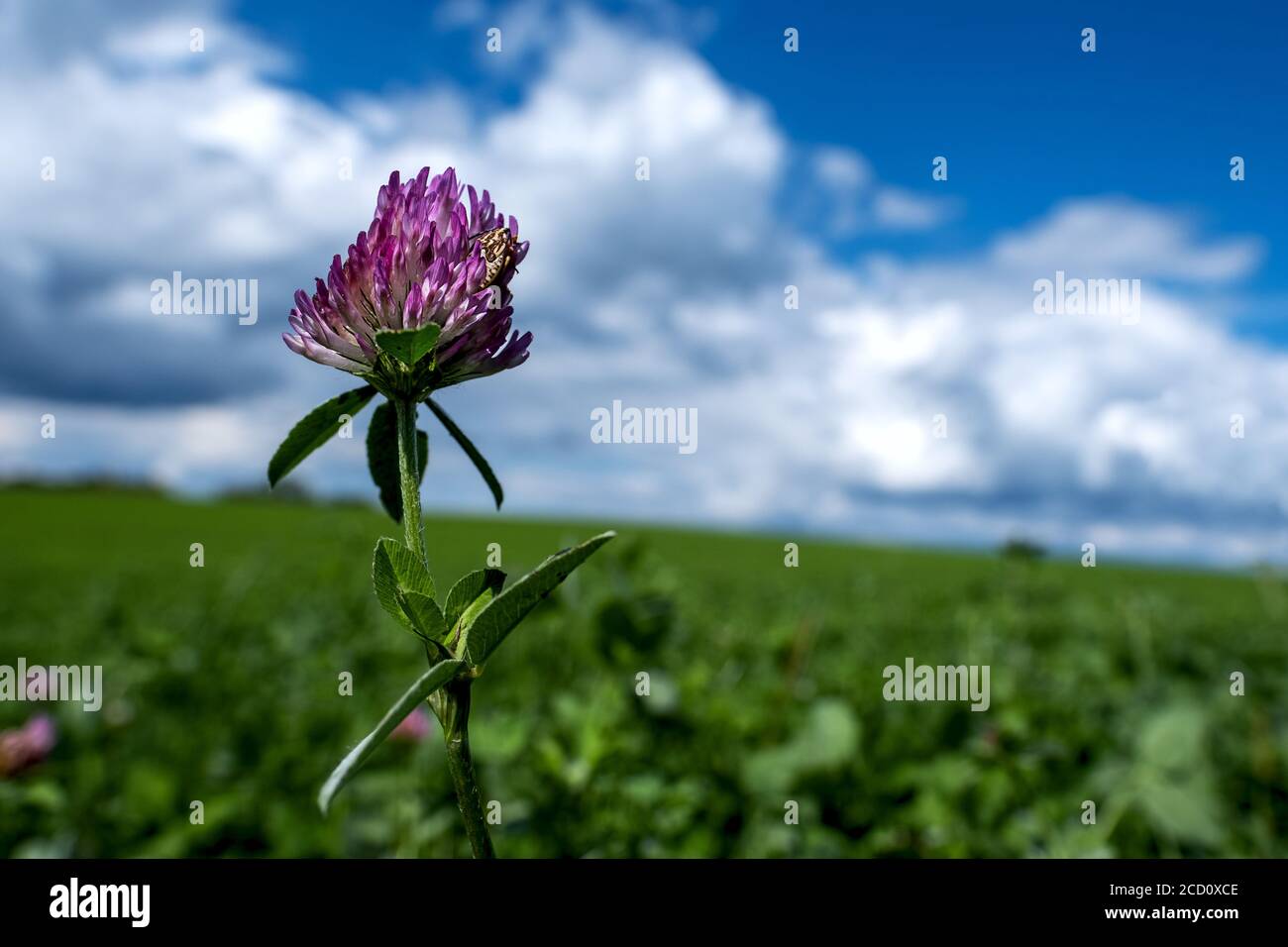gros plan de la fleur de trèfle rouge et d'un insecte, devant un pré vert et un ciel bleu avec des nuages blancs Banque D'Images
