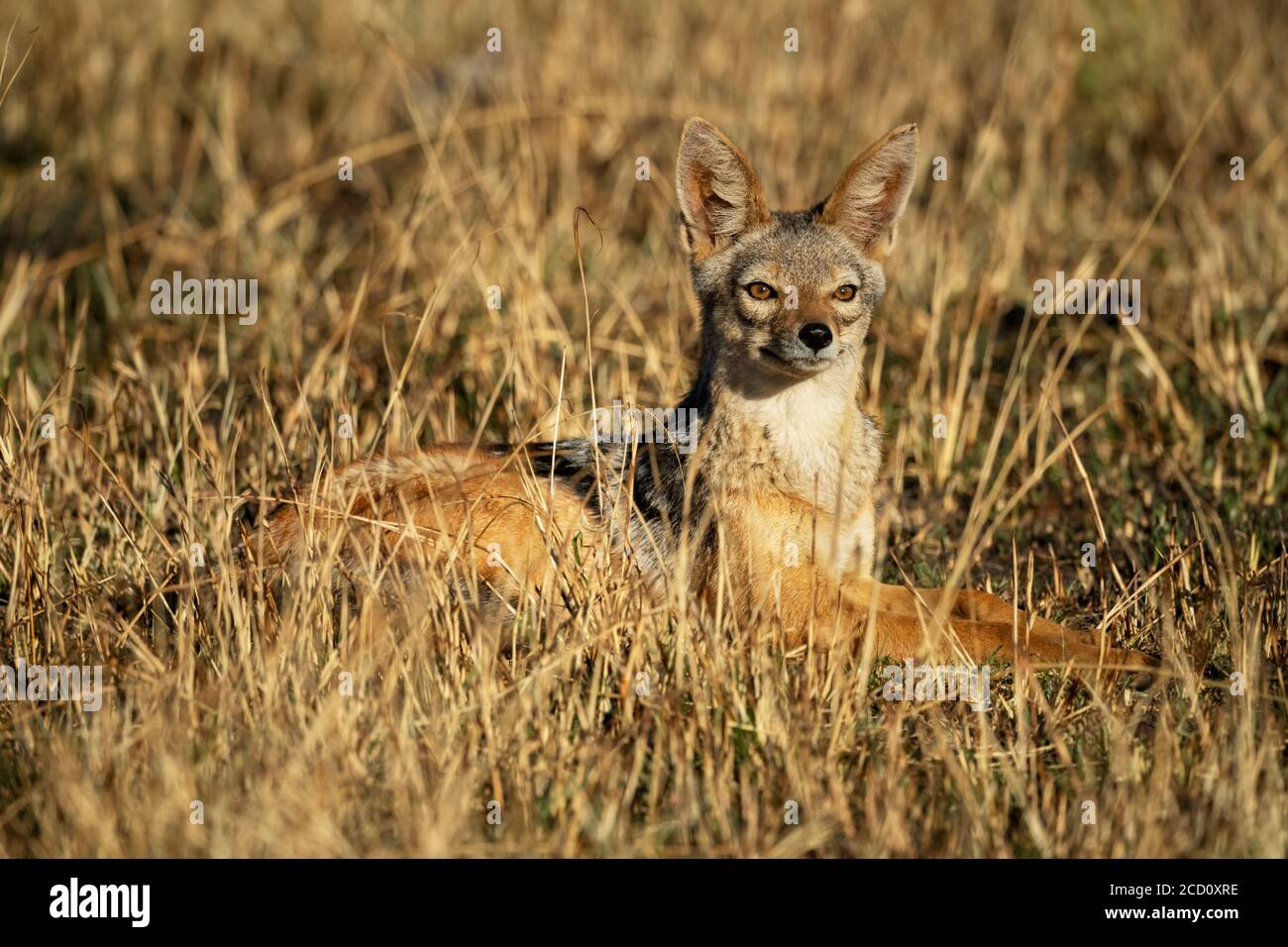 Portrait de cachaal à dos noir (Canis mesomelas) allongé dans la tête de levage de l'herbe et regardant alerte; Tanzanie Banque D'Images