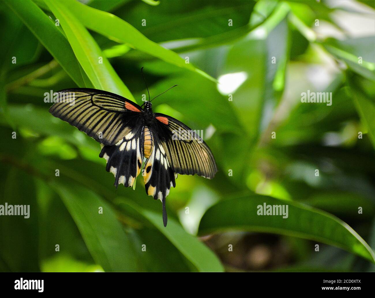 Grand Mormon - Papilio memnon un papillon magnifiquement dessiné. Il est assis sur une feuille. Banque D'Images