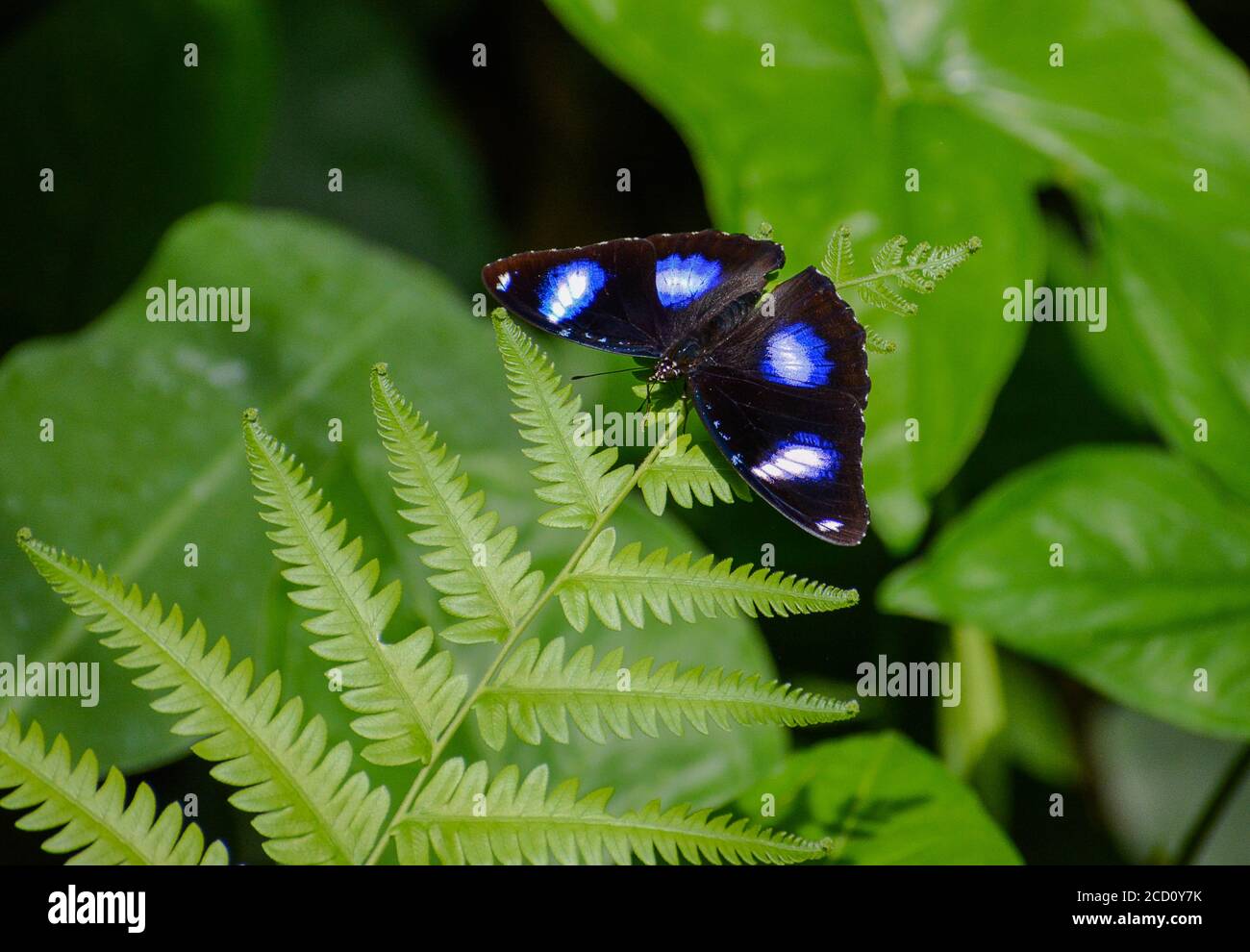 Sur une feuille de fougères, vous pouvez voir un papillon portant le nom - mouche commune - Hypolimnas bolina. Il a une belle couleur bleue. Banque D'Images