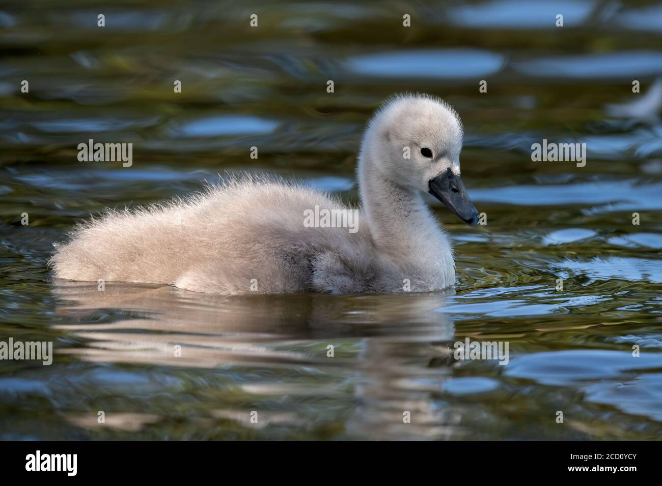 cygnet sur un loch en écosse Banque D'Images