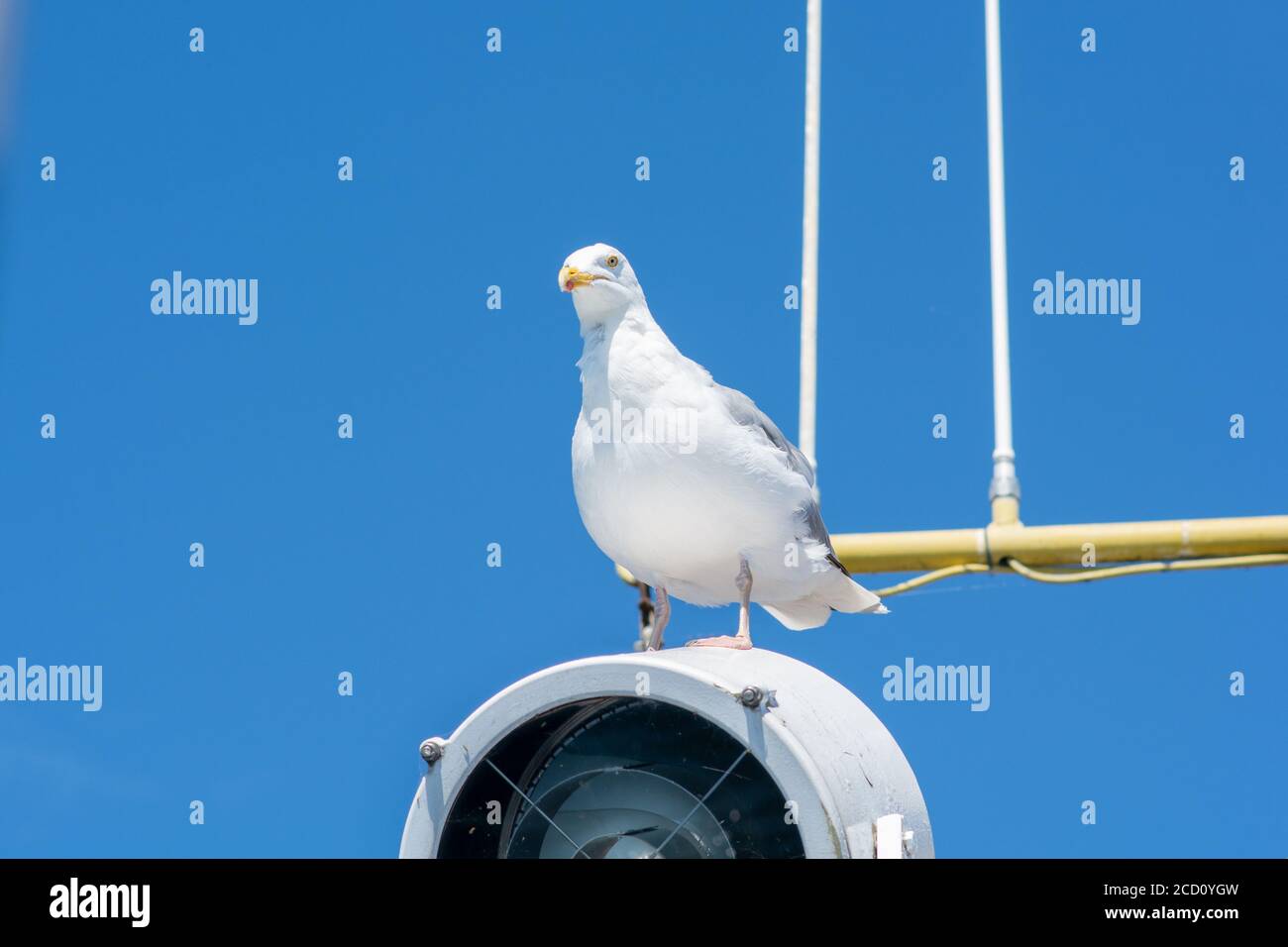 Un mouette blanche assise sur une lampe sur un bateau de pêche. Ciel bleu clair en arrière-plan Banque D'Images