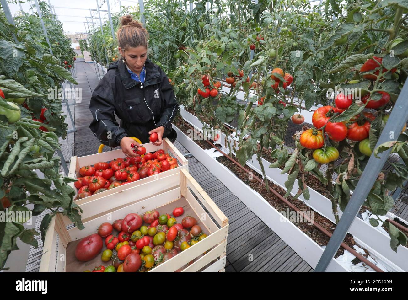 CUEILLETTE DE LÉGUMES À LA FERME URBAINE DE PARIS Banque D'Images