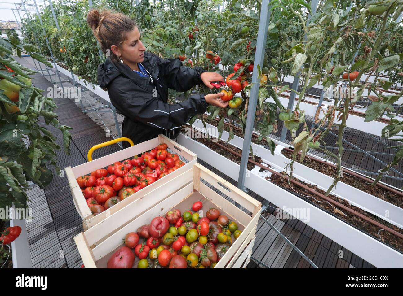 CUEILLETTE DE LÉGUMES À LA FERME URBAINE DE PARIS Banque D'Images