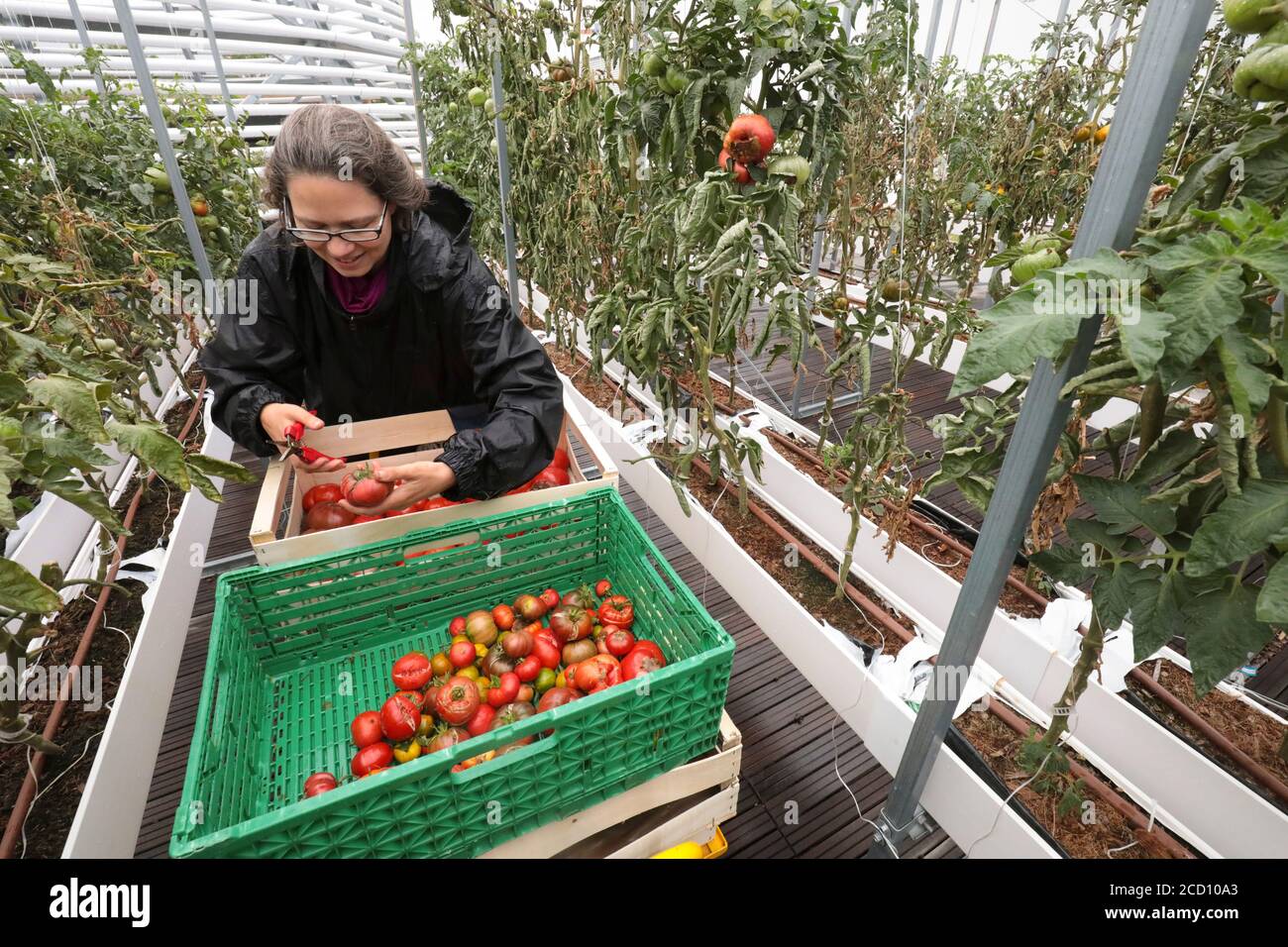 CUEILLETTE DE LÉGUMES À LA FERME URBAINE DE PARIS Banque D'Images