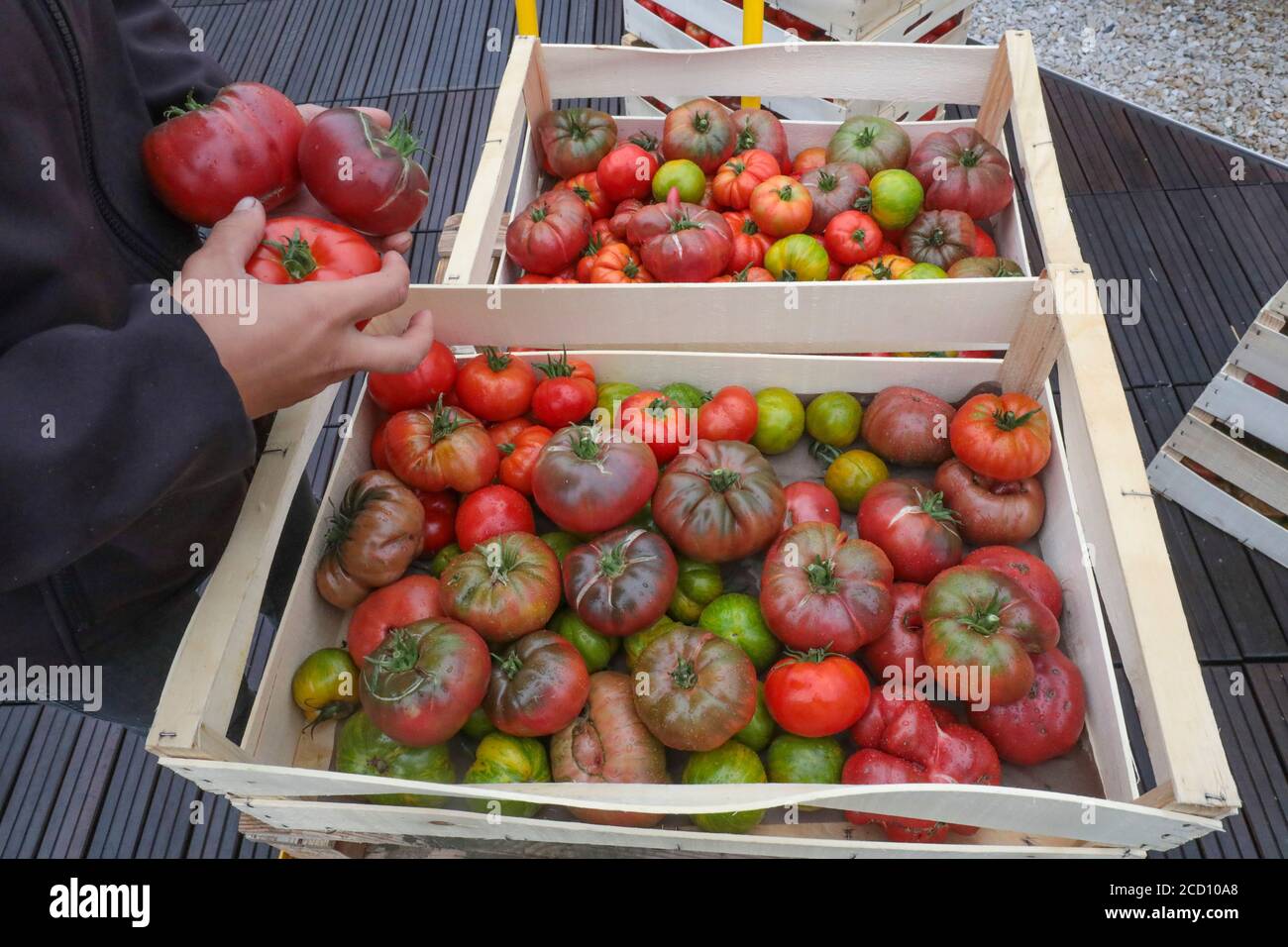 CUEILLETTE DE LÉGUMES À LA FERME URBAINE DE PARIS Banque D'Images