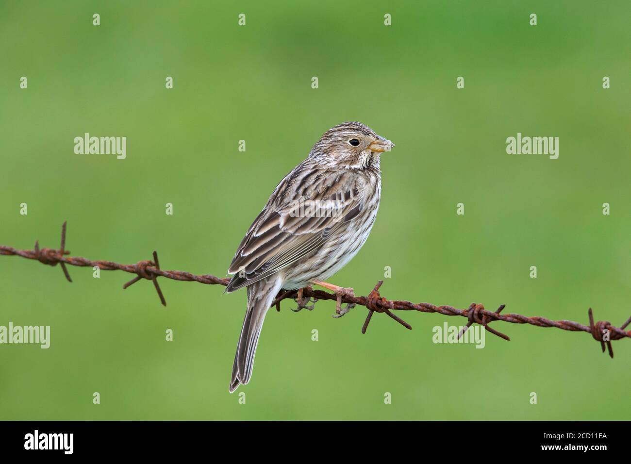 Groupage de maïs (Emberiza calandra / Miliaria calandra) perchée sur barbelés / barbelés le long de la prairie / champ au printemps Banque D'Images