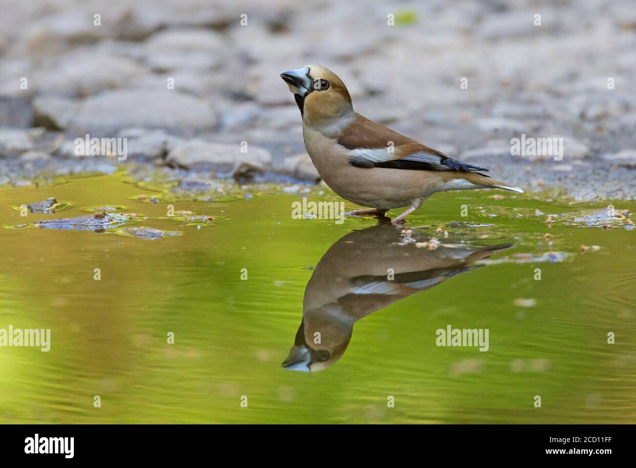 Hawfinch (Coccothrautes coccothrautes) eau potable féminine de flaque / piscine / étang Banque D'Images