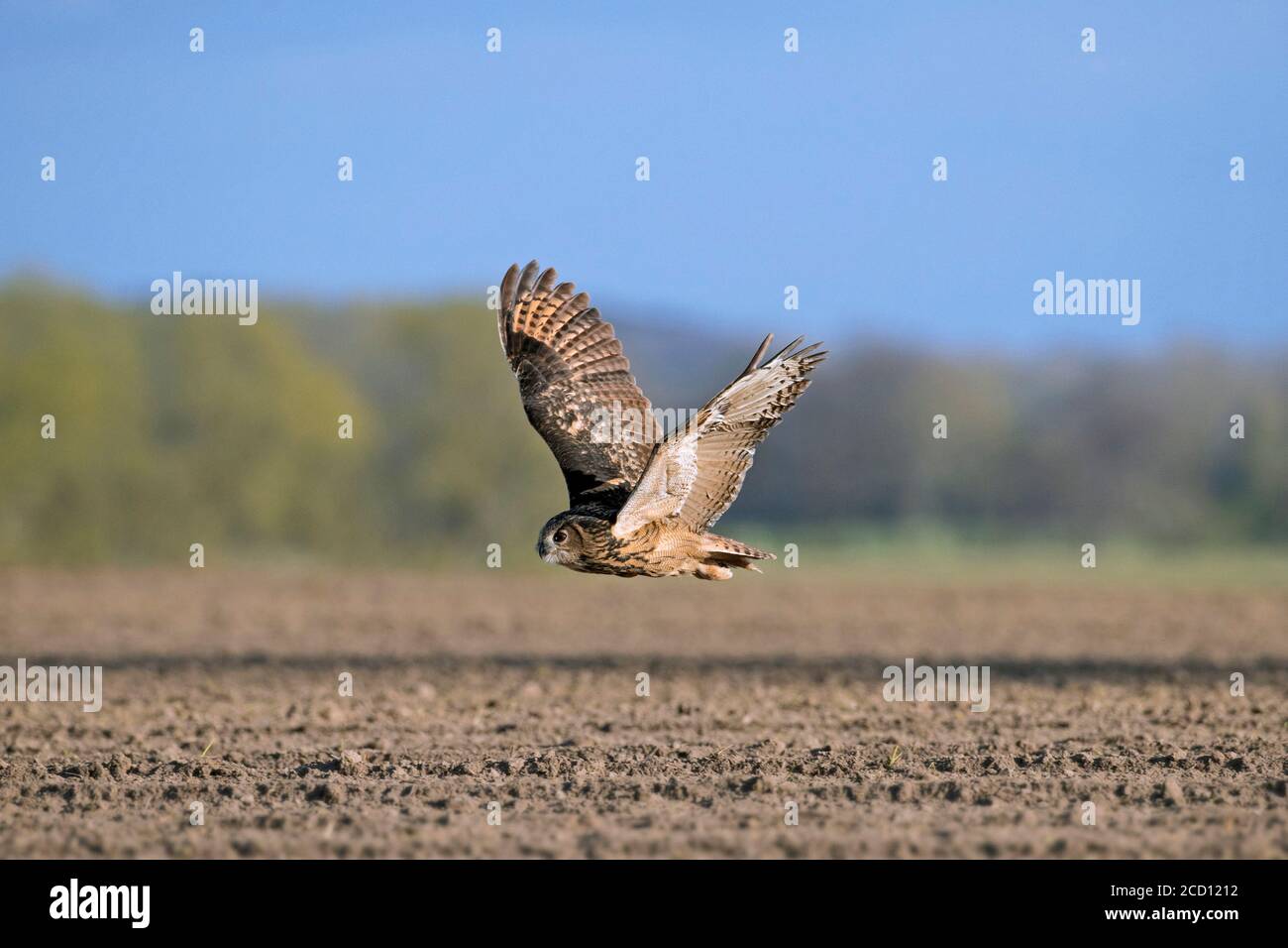 La chouette-aigle eurasienne / la chouette-aigle européenne (Bubo bubo) en vol, chasse au-dessus des champs / terres agricoles Banque D'Images