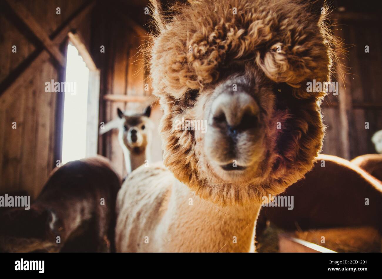 Funny Lama Banque D Image Et Photos Page 5 Alamy