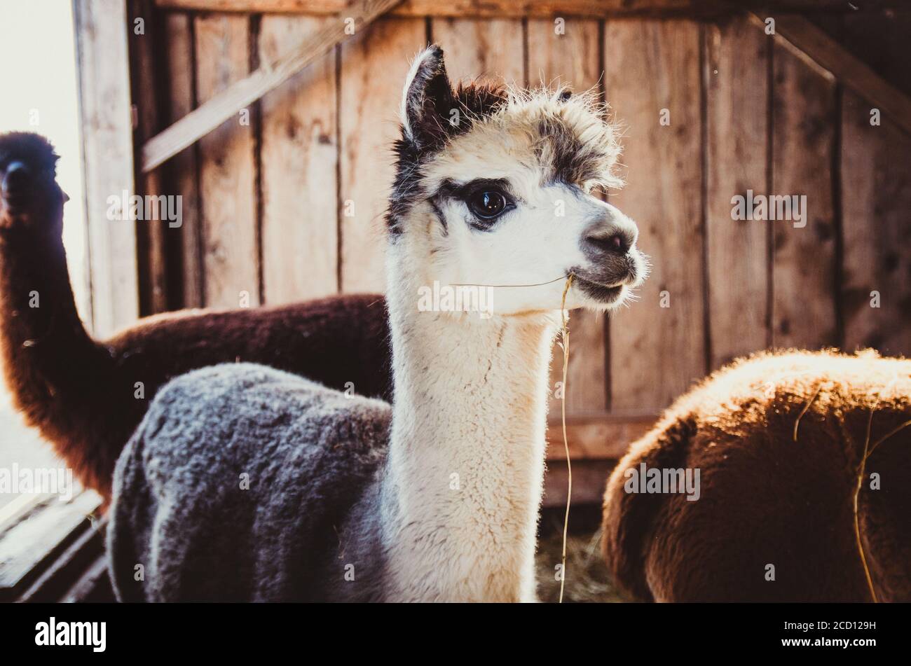 Mignon Bebe Alpaga Dans La Grange Eclairee Par La Lumiere Du Soleil Photo Stock Alamy Mignon Bebe Alpaga Dans La Grange Eclairee Par La Lumiere Du Soleil Photo Stock Alamy