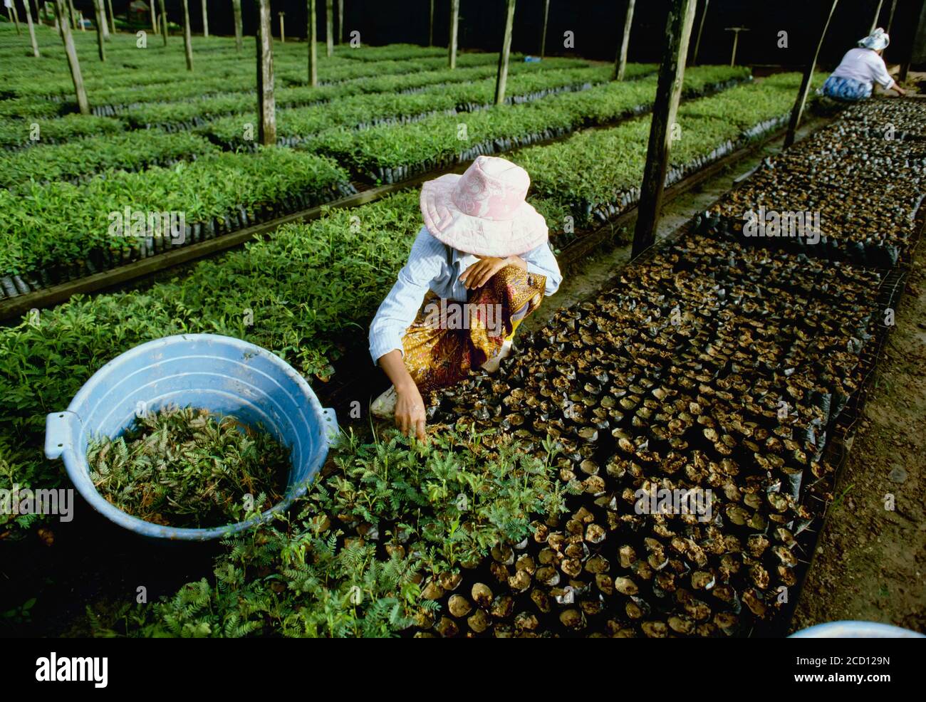 Agriculture - plantation de plantes boutures dans une pépinière / Bornéo, Malaisie. Banque D'Images