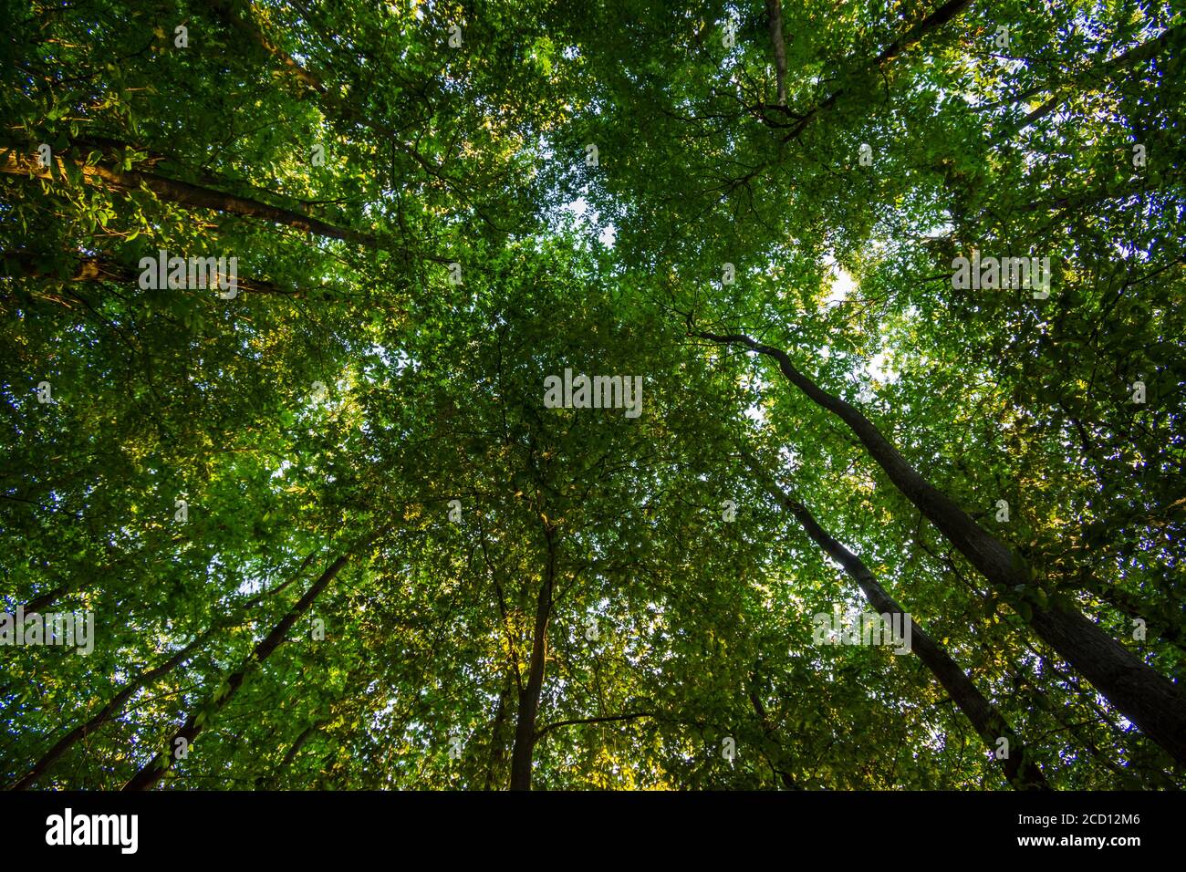 Vue à angle bas des sommets des arbres dans le Bois de Meudon, Clamart, France Banque D'Images